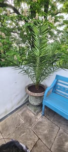 Palme XXL 180 cm Phoenix canariensis, kanarische Dattelpalme, winterhart Kunden-Foto 15
