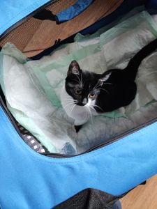Faltbare Hundebox Transporttasche Transportbox Auto für Katze Hunde Große Kleine Box Bag Bed Decke Klein Auto Transport 7 Größen Taschen Fünf Farben Petigi, Farbe:Beige, Größe:M (60 x 42 x 45 cm) Kunden-Foto 1