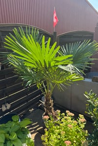 Trachycarpus fortunei 130-160 cm Palme Hanfpalme, winterhart bis -18°C Kunden-Foto 4