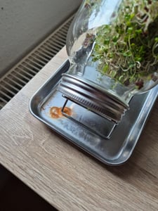 BigDean Sprossenglas Keimglas Set 1000ml - mit Edelstahl-Gitterdeckel + Ständer - Sprossen Keimgerät - Anzucht-Set von Sprossen & Keimlingen Kunden-Foto 1