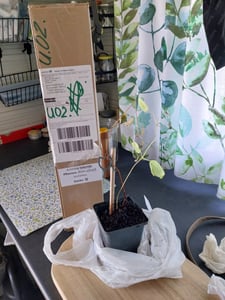 Clematis ‘Jackmanii’ 30–50 cm – violette großblumige Waldrebe | winterharte Kletterpflanze für Garten & Balkon Kunden-Foto 1