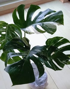 Monstera Deliciosa Variegata, wysokość 40-50 cm | Rzadka, pstrokatowa roślina doniczkowa | Rzadkość | Egzotyczna roślina z rodziny aroniowatych Zdjęcie produktu od klienta nr 9