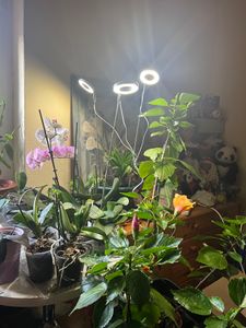 LED teleskopisches Pflanzenwachstumslicht, Vollspektrum Tischwachstumslicht mit automatischem Timer, 4-stufig einstellbare Dimmstufen, 3-teiliges Set Kunden-Foto 1