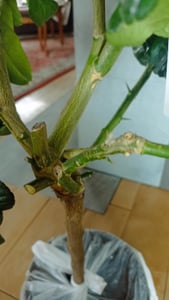 Plante « main de Bouddha » 70–100 cm – citron à doigts, citron-citrouille, arbre exotique Citrus medica pour balcon, terrasse et jardin Photo du client 3