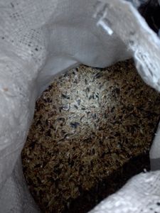 Streufutter | Vogelfutter wildvögel ganzjährig | Vogelfutter Wildvogelfutter 4 Jahreszeiten Premium Mischung | Streufutter für Wildvögel (10KG) Kunden-Foto 2
