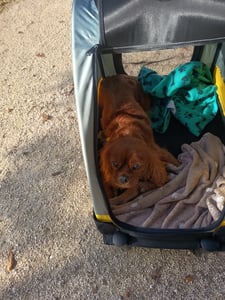 WISFOR Hondendragbak, opvouwbaar, XL hondenwagen voor middelgrote en grote honden tot 65 kg, met verstelbare handgreep Klantenfoto 24