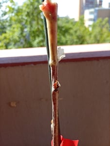 Wiśnia kolumnowa „Sylvia” – Prunus avium – kompaktowa forma kolumnowa do małych ogrodów i balkonów | Całkowita wysokość 40–60 cm Zdjęcie produktu od klienta nr 3