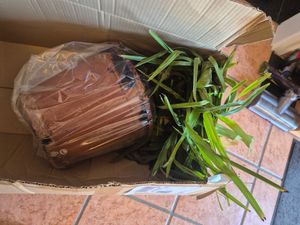 Seltene Trachycarpus Wagnerianus Hanfpalme bis 120 cm Höhe Frosthart bis -19 Grad Kunden-Foto 18