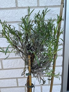 Lavandula angustifolia Hochstamm Lavendel winterhart 60-80 cm duftend lila Blüten im Topf für Garten Balkon und Terrasse Kunden-Foto 2