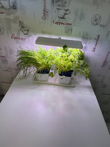EMOS LED-kweeklamp voor kamerplanten en kruiden, met 3 potten en een timer, in hoogte verstelbaar, 300 lm, 1,7 meter USB-kabel, Z7904 Klantenfoto 1
