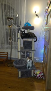tectake® Kratzbaum Lilou 165 cm inklusive 4 Spielbällen, Kordel und Kippschutz Kunden-Foto 2