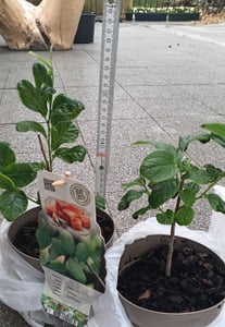 Asimina triloba „Sunflower“ 40–60 cm – indiánský banán Papau – mrazuvzdorná exotická ovocná rostlina – jedlé plody – samosprašná – vytrvalá v To Fotografie od zákazníka č. 7