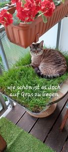 Katzenwiese