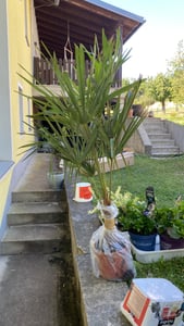Trachycarpus fortunei Hanfpalme 140-160 cm Höhe Freilandzucht. Frosthart bis -18 Kunden-Foto 4