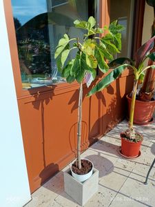 Figowiec Brązowy Turcja 160-200 cm - Ficus carica mocny pień wytrzymałe słodkie owoce Zdjęcie produktu od klienta nr 3