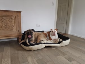 KingDog Hunde- und Katzenbett 3XL Hellgrau Kunden-Foto 1