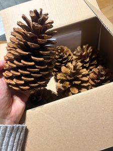 Pinus maritima, 14-18cm  | Maritima Tannenzapfen Kunden-Foto 1