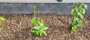 Prunus laurocerasus 'Novita', Kirschlorbeer, immergrün, 80–100 cm Kunden-Foto 4