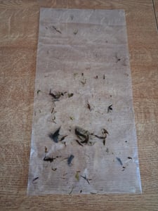 1 Bund Hornkraut, Ceratophyllum demersum, für Teich und Aquarium Kunden-Foto 2