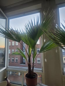 Bloomique - Lot de 2 - Washingtonia Robusta - Palmier éventail mexicain - Palmier rustique - Plantes de jardin - Hauteur 80-100 cm - Pot 21 cm Photo du client 1