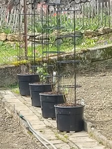 Kvetináč na pestovanie paradajok TOMATO GROWER antracit 39,2cm (max. výška: 153cm) Fotografia od zákazníka č. 7