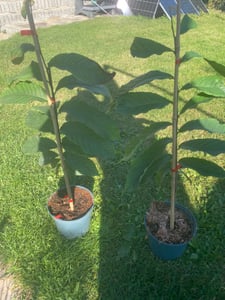Asimina Triloba, Indianerbanane, Pawpaw, 3-Liter-Topf Kunden-Foto 1