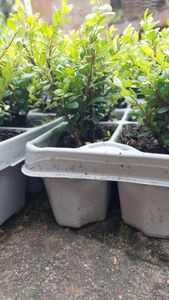 Ilex crenata 'Glorie Gem' 20-25 cm - Stechpalme Heckenpflanzen - Idealer Buchsbaum-Ersatz Kunden-Foto 2
