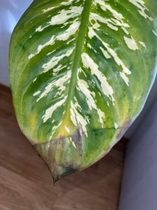 [Palmenlager] 3x Caladium bicolor 60-80 cm- Topf 21 cm Ø // außergewöhnliche Zimmerpflanze mit bunten Blättern / 3er Set mix verschiedene Sorten Kunden-Foto 1