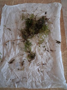 1 Bund Hornkraut, Ceratophyllum demersum, für Teich und Aquarium Kunden-Foto 1