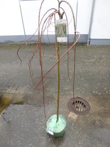 Salix caprea Pendula hängende Kätzchenweide Weide Stamm Stämmchen versch. Größen, Höhe:Stamm 100 cm Kunden-Foto 1