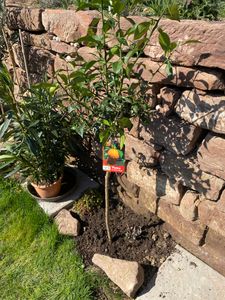Citrus Yuzu 130 - 150 cm, Zitronenbaum Zitrone, japanische Zitrone, winterhart Kunden-Foto 6