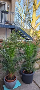 Palme XXL 180 cm Phoenix canariensis, kanarische Dattelpalme, winterhart Kunden-Foto 4