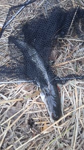 Quantum Mr. Pike Longcast Leader Gr. 8 Foto del cliente 1