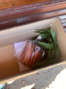 Seltene Trachycarpus Wagnerianus Hanfpalme bis 120 cm Höhe Frosthart bis -19 Grad Kunden-Foto 26