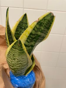 Sansevieria trifasciata Futura Superba 30-35 cm / Topf Ø 10 cm - bunter Bogenhanf Kunden-Foto 3