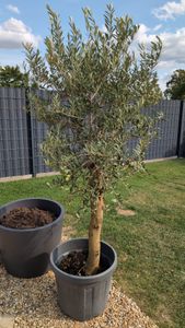 Olivenbaum Olive "20 Jahre" beste Qualität, Stammumfang 20 - 30 cm, winterhart, Olea Europaea Kunden-Foto 6