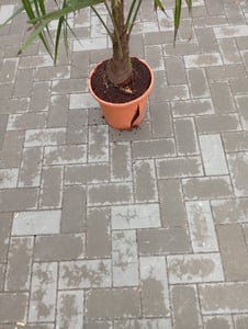XXL winterharte Palme Hanfpalme 160-220 cm -18 °C Trachycarpus Fortunei Kunden-Foto 13
