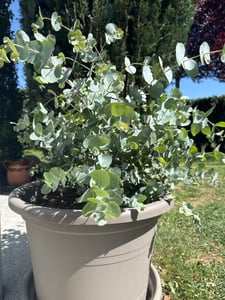 2x XXL Eucalyptus Busch Eukalyptusbaum 40 - 60 cm, Pflanze winterhart Kunden-Foto 5