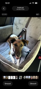Hundesitz Autositze Autokörbchen Hundeautositz Autositz für Hunde Kunstleder HIGH WEISS Kunden-Foto 3