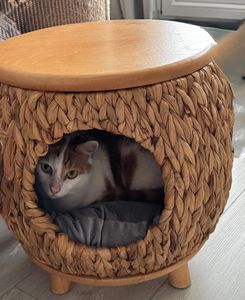 Pawhut: cuccia per gatti in rattan, design 2 in 1, con cuscino e riparo Foto del cliente 1