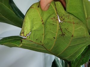 [Palmenlager] - Ficus lyrata 150 cm - Geigenfeige // Zimmerpflanze mit großen Blättern Kunden-Foto 2