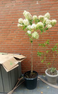 Horstensie Rispenhortensie Stamm 170 cm Hercules weiß Hydrangea Paniculata winterhart Kunden-Foto 2