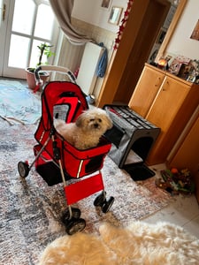 PawHut Hundewagen Hundebuggy Pet Stroller Hunde Buggy mit 4 Rolle in 4 Farben Kunden-Foto 2