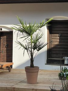 Frostgewöhnte Trachycarpus princeps "Marmor Hanfpalme" 140-160 cm Gesamthöhe -18 Grad Kunden-Foto 3