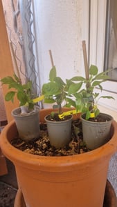 BALDUR Garten 3er DUO-Kiwi-Turm-Kollektion, Pflanzen im 9x9 cm-Topf, 1 Kens Red + Befruchter Nostino und 1 Issai Pflanze, Actinidia arguta, winterhart, reiche Ernte an Früchten Kunden-Foto 1