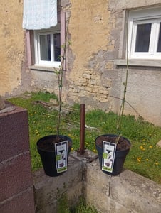 Großfrüchtiger Holunder Korsor - Sambucus nigra 'Korsor' ca. 60 cm Kunden-Foto 3