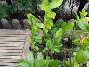 Lauroceraso 'Novita' 30-50 cm - 1 Pflanze - Prunus laurocerasus 'Novita' - Topfgewachsen Foto del cliente 17