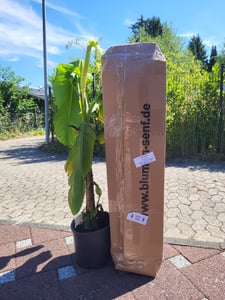 Musa Basjoo winterharte Banane 100-140 cm  winterfest  schnell wachsend  exotische Gartenpflanze  robuste Bananenpflanze Kunden-Foto 3