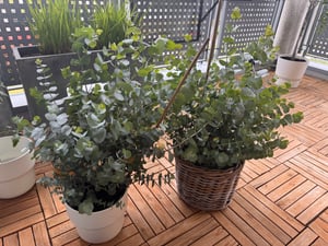 2x XXL Eucalyptus Busch Eukalyptusbaum 40 - 60 cm, Pflanze winterhart Kunden-Foto 1