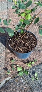 Lagerstroemia indica Rosea Nova, 40–60 cm – Roze kreupelmirte in een pot van 2,5 liter – Geschikt voor tuin, terras en potten Klantenfoto 2